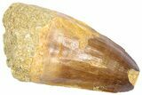 Fossil Mosasaur (Hainosaurus?) Tooth - Morocco #364145-1